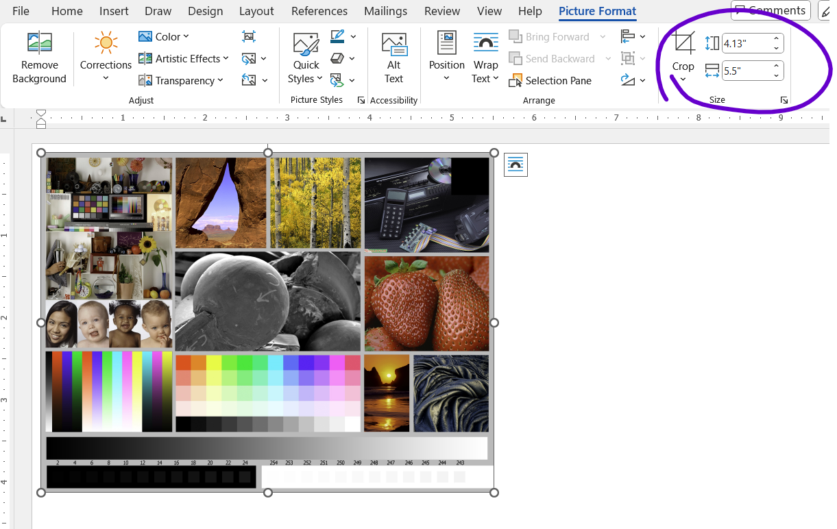 The location of the commands to resize the selected image is under the Picture Format menu option. The Height and Width commands are circled.